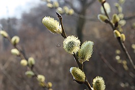 pussywillow,春天的花朵,浅绿色