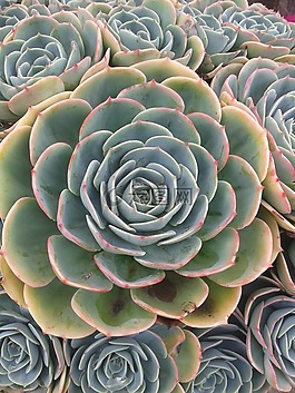 肉质,植物,绿色