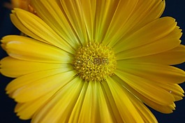 花,黄色花,黄色