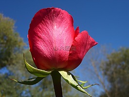 大蕾花图片 大蕾花素材 大蕾花模板免费下载 六图网