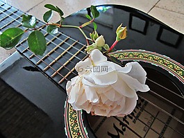 玫瑰,白玫瑰,吉他