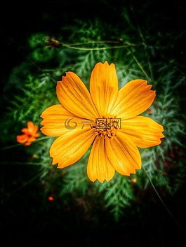 花的,弗洛尔,花