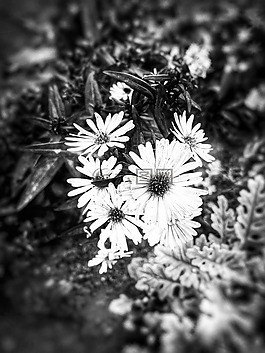花的,弗洛尔,花
