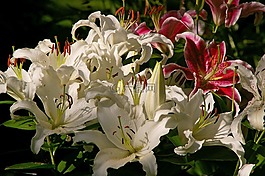 百合花,鲜花,绽放