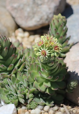 多汁,植物,花