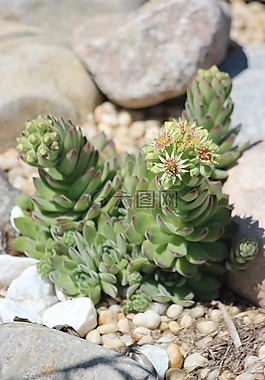 多汁,植物,花