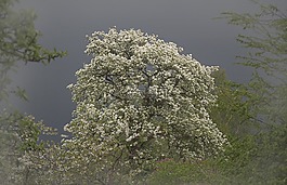 棵开花的树图片 棵开花的树素材 棵开花的树模板免费下载 六图网