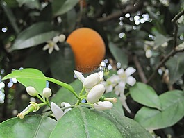 橙,橙花,夏季