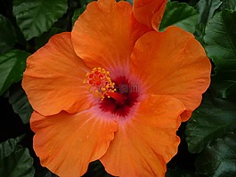 芙蓉,壮丽的,橙花