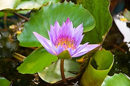 莲花,紫莲花