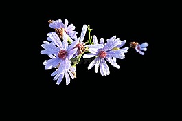 symphyotrichum laeve,顺利aster,孤立