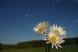 边距骑,花,法师的仪式