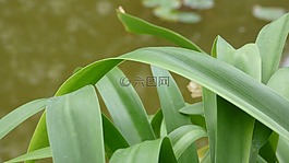 绿色的植物,动物区系,植物区系