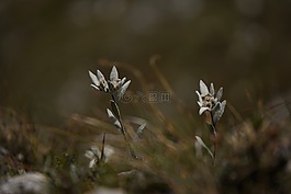 高山 edelweiß,雪绒花,火绒 microdochium