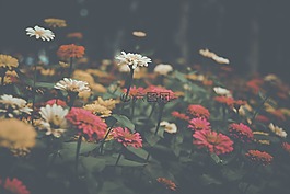 花,过滤器,自然