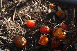 西红柿,cereja,terra