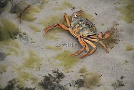 蟹,波罗的海,沙蟹