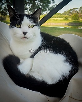 猫,伤口敷料,猫的