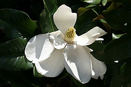 木兰花开,植物,花