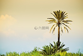 帕尔马,夏天,稀树草原