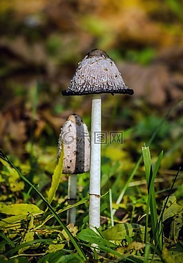 蘑菇,鸡腿菇,性质