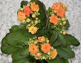 鲜花,厂长寿,橙色
