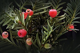 红豆杉,厂,布什