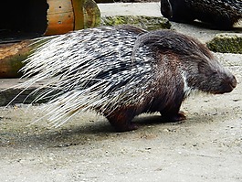 豪猪,野生动物公园,带动