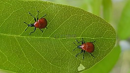 象鼻虫,bug,甲虫