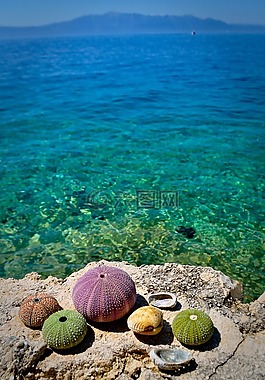 海胆,海滩,海