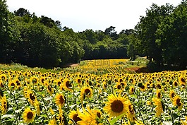向日葵,向日葵田,花