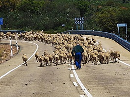 羊,群,开车