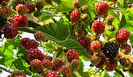 山莓,水果,浆果