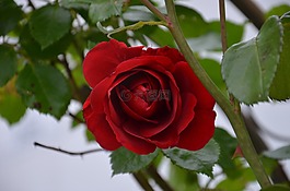 红玫瑰,花,红色