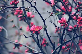 芽,春天,树
