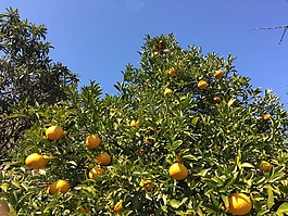沃森柚,橘子,橘子树