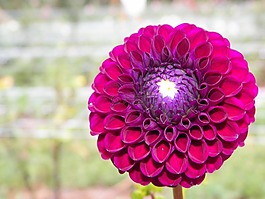 百日草,花的,花