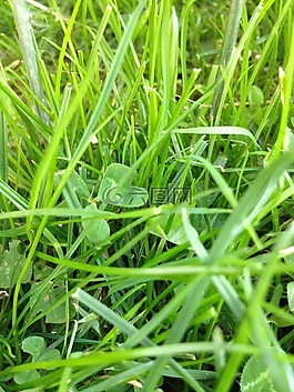 克莱,草地,绿色