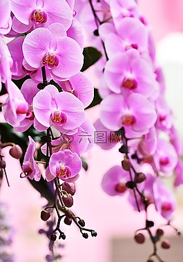 旅遊,花卉,花紋