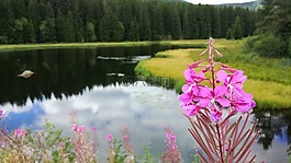 湖,花,厂