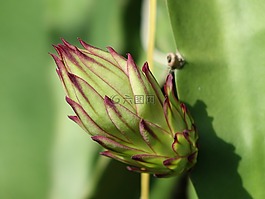 花苞,火龍果花,巨大的花苞