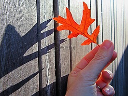 秋季,秋叶,阴影