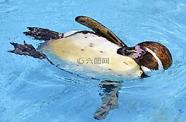 企鹅,洪堡企鹅,眼镜企鹅
