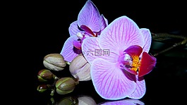 时光,紫色,花
