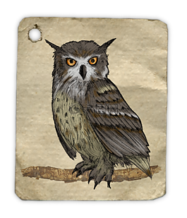 猫头鹰,画,水彩