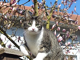 彪,白色乳房,猫耳朵