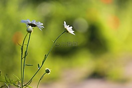 洋甘菊,美容,花的领域