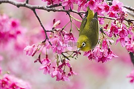 櫻花,綠繡眼,大學公園