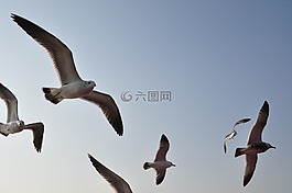 海鸥,紧急情况,飞行