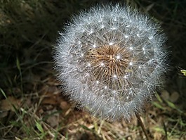 蒲公英,房,不变